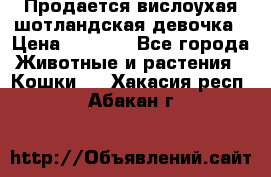 Продается вислоухая шотландская девочка › Цена ­ 8 500 - Все города Животные и растения » Кошки   . Хакасия респ.,Абакан г.